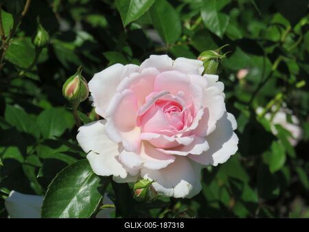 Pink rose in the rose garden on Margaret Island - Nature-stock-foto
