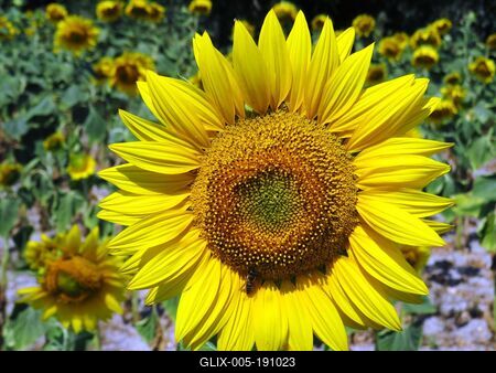 Sunflower, the smile of summer - Nature - Hungary-stock-foto
