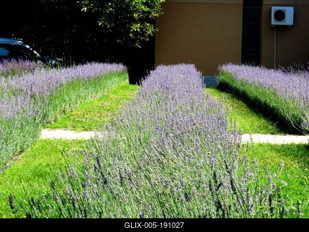 Lavender meadow - Nature - Tököl - Hungary-stock-foto