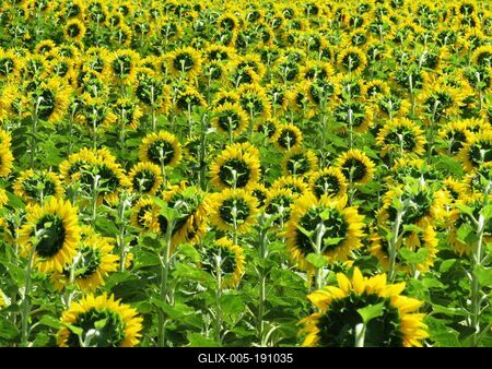 Sunflowers from behind - Tököl - Hungary - Nature-stock-foto