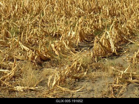 Drought - Maize burned out - Agriculture - Nature - Hungary-stock-foto