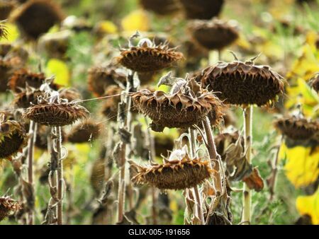 Drought - Sunflower burned out - Agriculture - Nature-stock-foto
