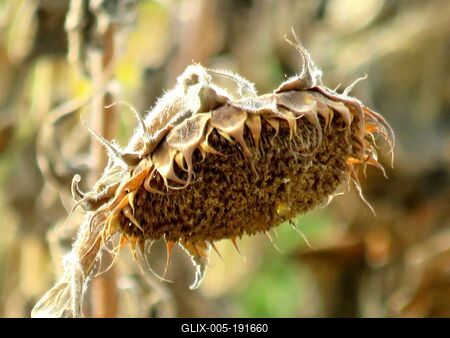 Drought - Sunflower burned out - Nature - Agriculture-stock-foto