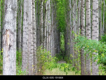 Birch grove - Nature - Hungary-stock-foto