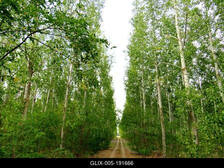 Birch grove - Tápiószele - Hungary - Nature-stock-foto