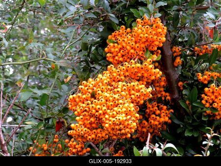 Nature - Early Autumn colors - Hungary-stock-foto