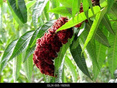 Nature - Hungary - Early Autumn colors-stock-foto