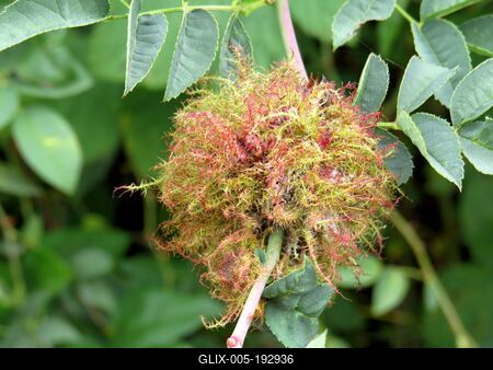 Nature - Early Autumn colors - Hungary-stock-foto