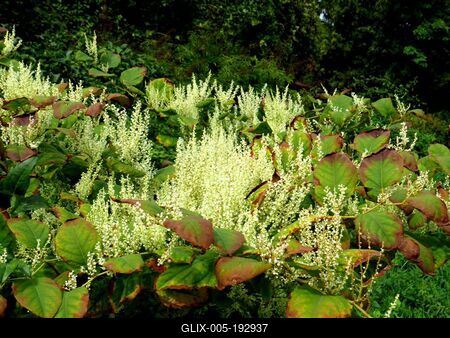 Nature - Early Autumn colors - Hungary-stock-foto
