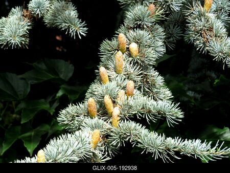 Nature - Hungary - Earfly Autumn colors - Pine cones-stock-foto