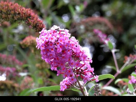 Nature - Early Autumn colors-stock-foto