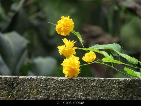 Nature - Early Autumn colors - Flower - Hungary-stock-foto