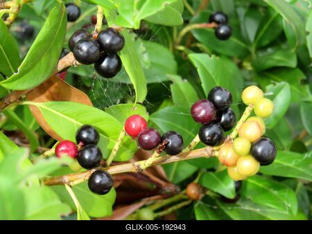 Nature - Early Autumn colors - Hungary-stock-foto