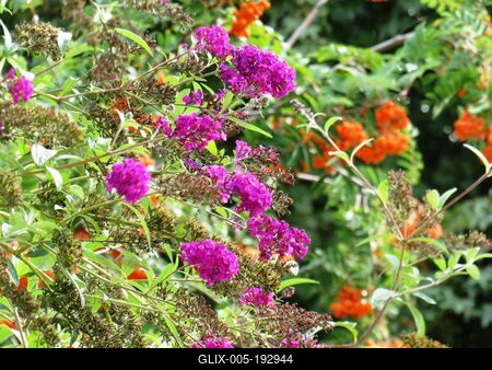 Nature - Early Autumn colors - Hungary-stock-foto