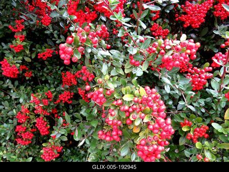 Nature - Hungary - Early Autumn colors-stock-foto