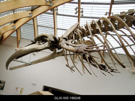 Skeleton of a common humpback whale - Museum - Budapest-stock-foto
