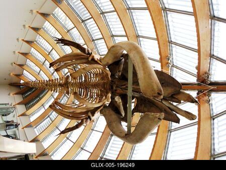 Skeleton of a common humpback whale - Museum - Budapest-stock-foto