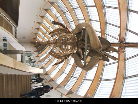 Skeleton of a common humpback whale - Museum - Budapest-stock-foto