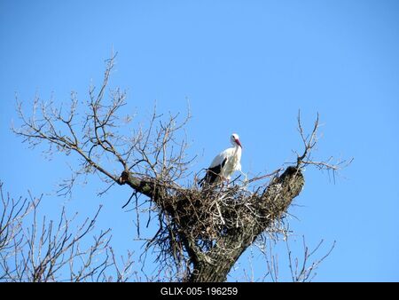 Nesting stork on top of a tree - Budapest - Nature - Hungary-stock-foto