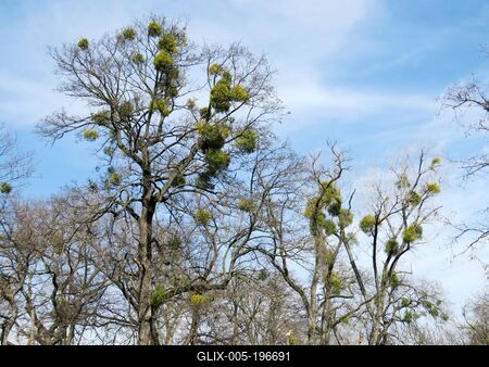 Mistletoe bushes on Népliget park trees - Nature - Budapest-stock-foto