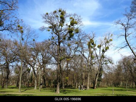 Mistletoe bushes on Népliget park trees - Nature - Budapest-stock-foto