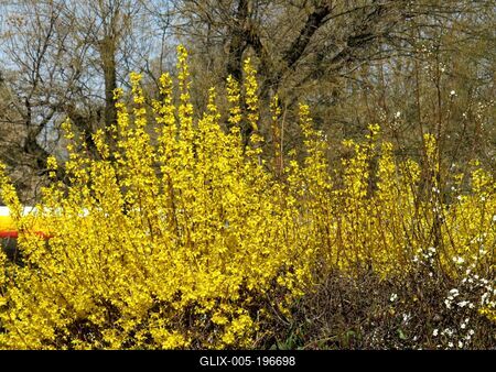 Golden rain flower - Nature - Hungary-stock-foto