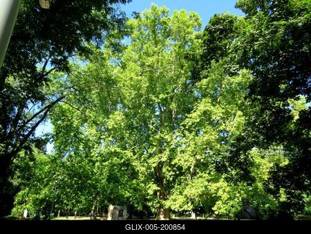 The Methuselah sycamore tree of Margaret Island - Budapest - Nature-stock-foto