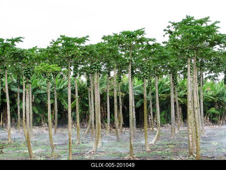 Coconut palm grove on the island of Mau - Nature - Hawaii-stock-foto
