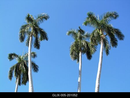 Coconut palms on the island of Mau - Hawaii Islands - Nature-stock-foto