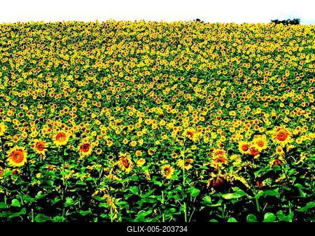 Sunflower - Nagykanizsa - Nature - Hungary-stock-foto