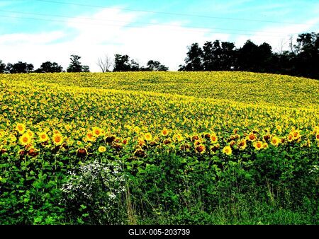 Sunflower field - Nagykanizsa - Nature - Hungary-stock-foto
