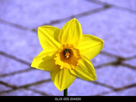 Narcissus flower - Nature - Budapest-stock-foto