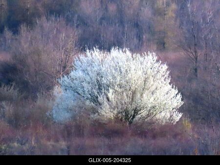 Spring awakening in the forest - Hungary - Nature-stock-foto
