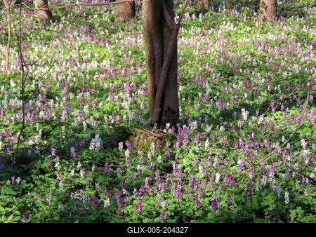 Wild kelt - Florest blooming - Hungary - Nature-stock-foto