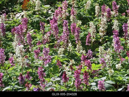 Wild kelt - Spring - Forest - Hungary-stock-foto