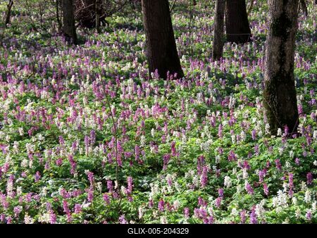 Nature - Wild kelt - Flower - Forest - Hungary-stock-foto