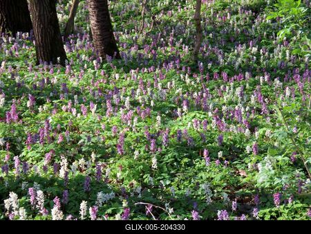 Wild kelt - Flowers - Forest - Nature - Hungary-stock-foto
