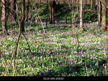 Wild kelt - Nature - Forest - Flower - Hungary-stock-foto