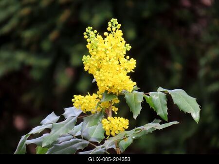 Spring on Margaret Island. - Flowering bush. - Nature-stock-foto