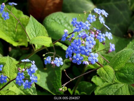 Spring flowers on Margitsziget - Nature-stock-foto