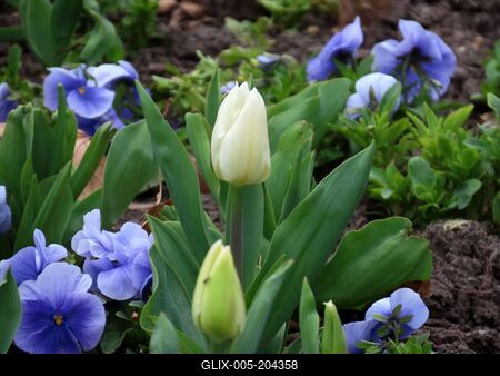 White tulip - Nature - Budapest - Spring-stock-foto