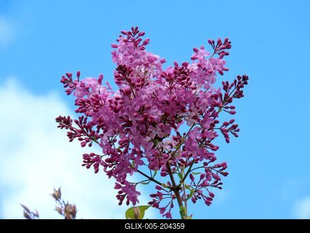 Lilac blooming in March - Nature - Budapest-stock-foto
