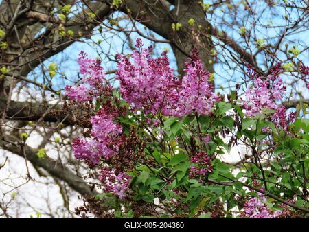 Lilac blloming in March - Spring - Nature - Budapest-stock-foto