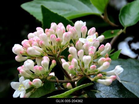 Flowering bush on Margitsziget - Spring - Budapest - Nature-stock-foto