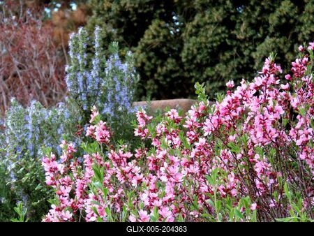 Spring flowers on Margaret Island - Nature - Budapest-stock-foto