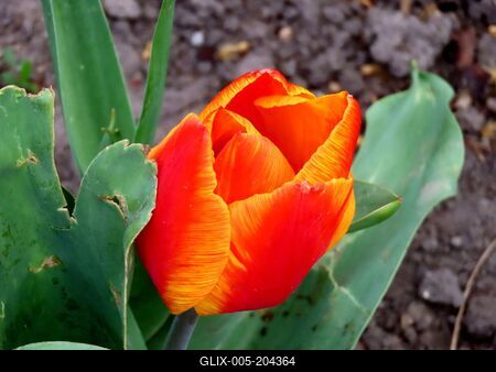 Tulip - Margaret Island - Budapest - Nature - Spring-stock-foto