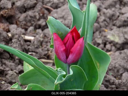 Tulip - Nature - Margaret Island - Budapest - Spring-stock-foto
