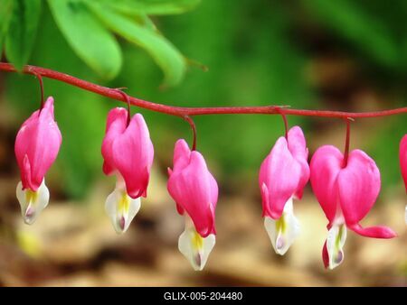 Bellflower - Nature - Székesfehérvár - Hungary-stock-foto
