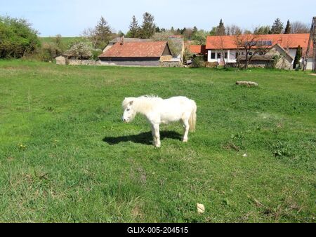White pony in the border of Gánt - Nature -Hungary-stock-foto