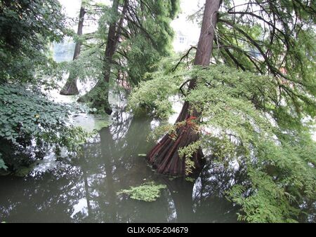 Swamp cypress trees in Holt-Körös near Szarvas - Hungary - Nature-stock-foto